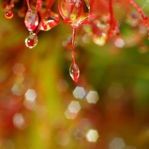 Preview wallpaper plant, macro, drops, red, blur