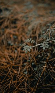 Preview wallpaper plant, macro, grass, dry
