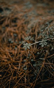 Preview wallpaper plant, macro, grass, dry