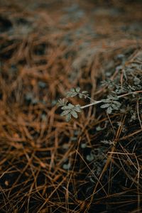 Preview wallpaper plant, macro, grass, dry