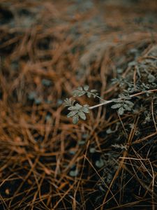Preview wallpaper plant, macro, grass, dry