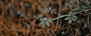 Preview wallpaper plant, macro, grass, dry