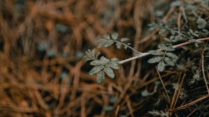 Preview wallpaper plant, macro, grass, dry