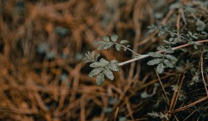 Preview wallpaper plant, macro, grass, dry
