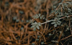 Preview wallpaper plant, macro, grass, dry