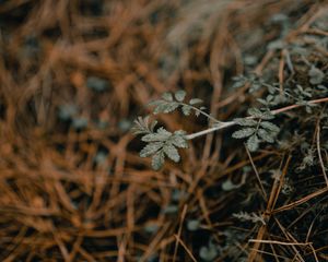 Preview wallpaper plant, macro, grass, dry