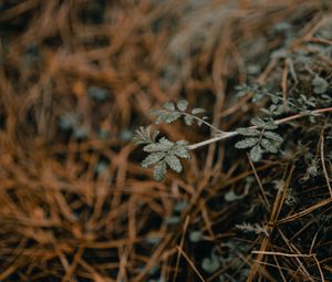 Preview wallpaper plant, macro, grass, dry