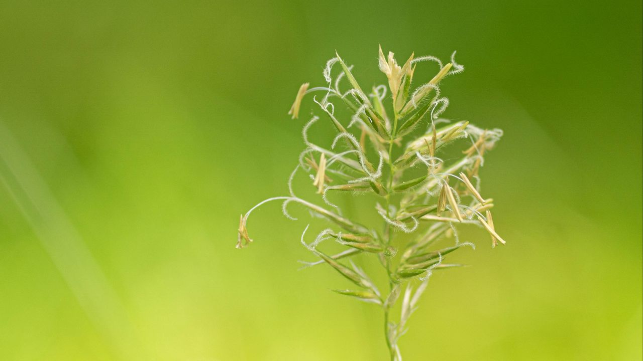 Wallpaper plant, macro, green