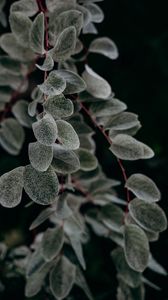 Preview wallpaper plant, macro, leaf, branch