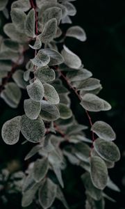Preview wallpaper plant, macro, leaf, branch