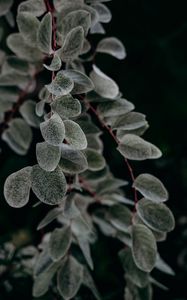 Preview wallpaper plant, macro, leaf, branch