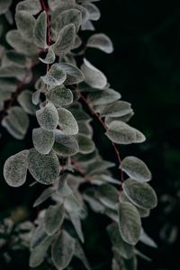 Preview wallpaper plant, macro, leaf, branch
