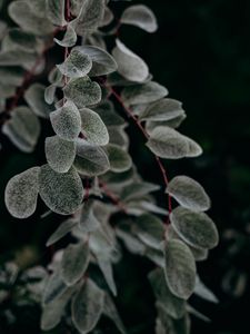 Preview wallpaper plant, macro, leaf, branch