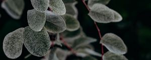 Preview wallpaper plant, macro, leaf, branch
