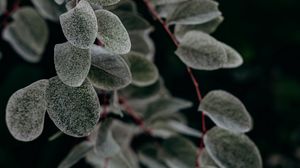 Preview wallpaper plant, macro, leaf, branch