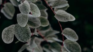 Preview wallpaper plant, macro, leaf, branch