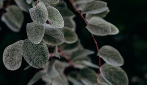 Preview wallpaper plant, macro, leaf, branch