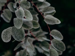 Preview wallpaper plant, macro, leaf, branch