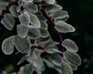 Preview wallpaper plant, macro, leaf, branch