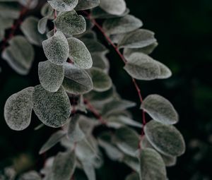 Preview wallpaper plant, macro, leaf, branch
