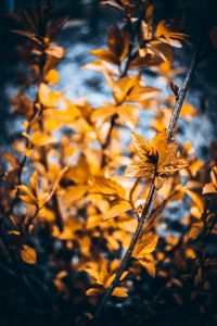 Preview wallpaper plant, macro, leaves, blur, branches