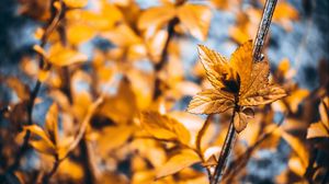 Preview wallpaper plant, macro, leaves, blur, branches