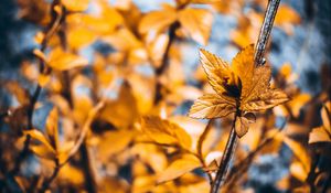 Preview wallpaper plant, macro, leaves, blur, branches