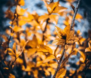 Preview wallpaper plant, macro, leaves, blur, branches