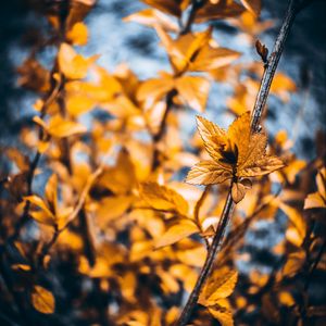 Preview wallpaper plant, macro, leaves, blur, branches