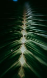 Preview wallpaper plant, macro, leaves, dark, green