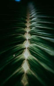 Preview wallpaper plant, macro, leaves, dark, green