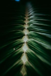 Preview wallpaper plant, macro, leaves, dark, green