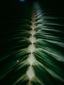 Preview wallpaper plant, macro, leaves, dark, green