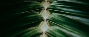 Preview wallpaper plant, macro, leaves, dark, green