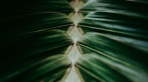 Preview wallpaper plant, macro, leaves, dark, green