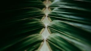 Preview wallpaper plant, macro, leaves, dark, green