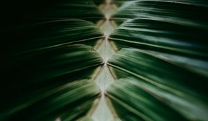 Preview wallpaper plant, macro, leaves, dark, green