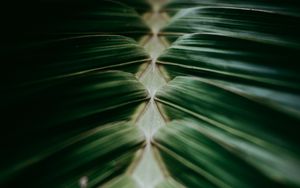 Preview wallpaper plant, macro, leaves, dark, green