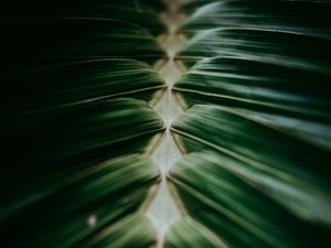Preview wallpaper plant, macro, leaves, dark, green