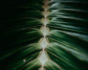 Preview wallpaper plant, macro, leaves, dark, green