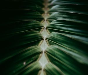 Preview wallpaper plant, macro, leaves, dark, green