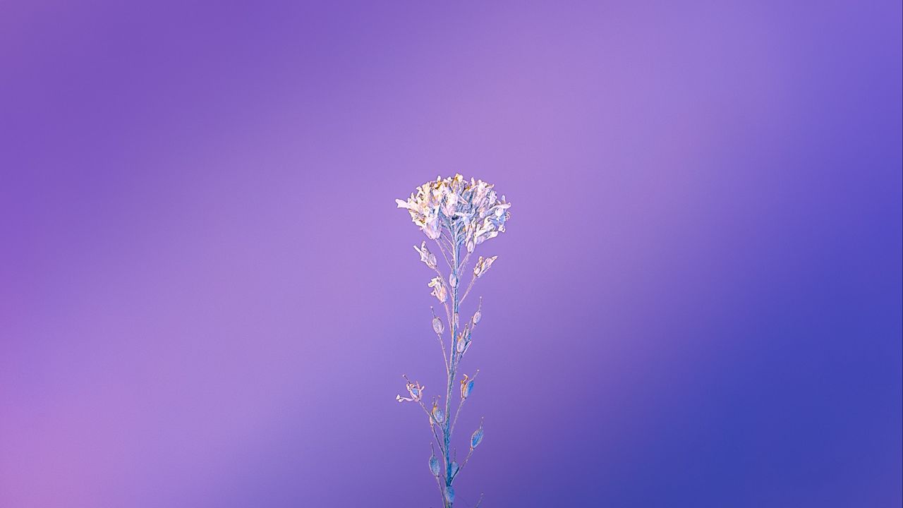 Wallpaper plant, macro, minimalism, purple