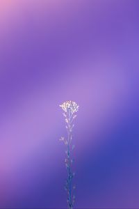 Preview wallpaper plant, macro, minimalism, purple