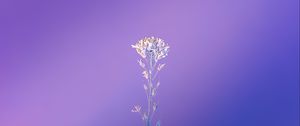 Preview wallpaper plant, macro, minimalism, purple