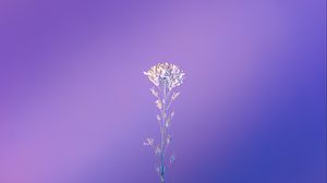 Preview wallpaper plant, macro, minimalism, purple