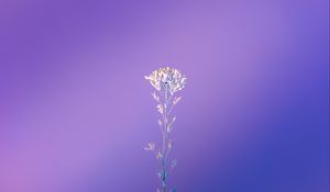 Preview wallpaper plant, macro, minimalism, purple