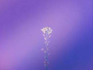 Preview wallpaper plant, macro, minimalism, purple