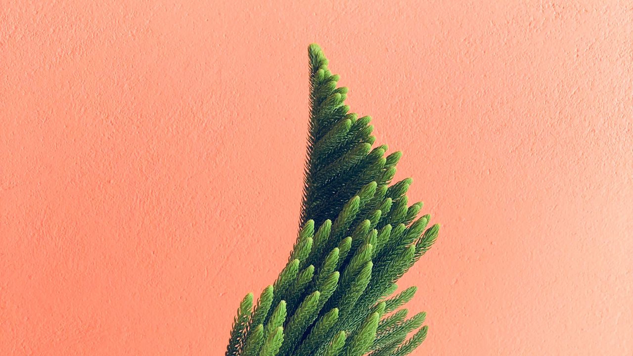 Wallpaper plant, needles, branches, minimalism, wall