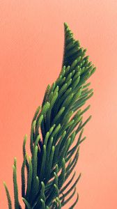 Preview wallpaper plant, needles, branches, minimalism, wall