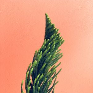 Preview wallpaper plant, needles, branches, minimalism, wall